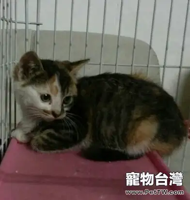 貓咪是真的懶，還是只是懶得搭理你？