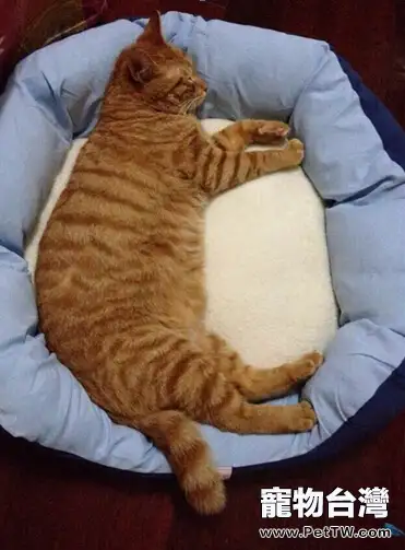 貓咪是真的懶，還是只是懶得搭理你？