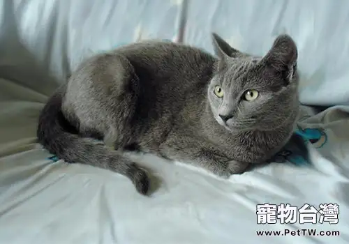 沙特爾貓的品種介紹(1圖)-寵物台灣