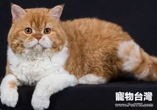 塞爾凱克卷毛貓的品種簡介(1圖)-寵物台灣
