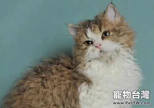 塞爾凱克卷毛貓的形態特徵(1圖)-寵物台灣