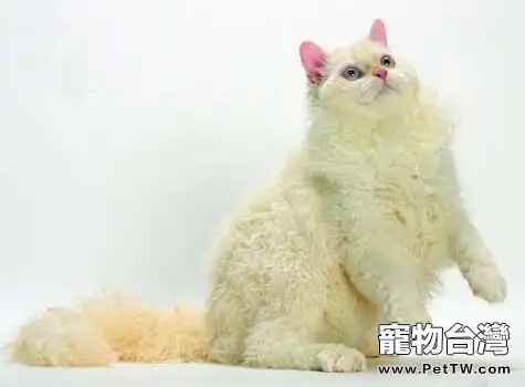 塞爾凱克卷毛貓的性格特點