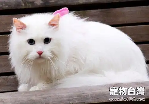 山東獅子貓的品種介紹