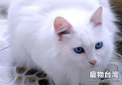 山東獅子貓的性格特點(1圖)-寵物台灣