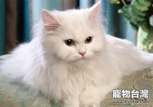土耳其安哥拉貓的品種簡介(1圖)-寵物台灣
