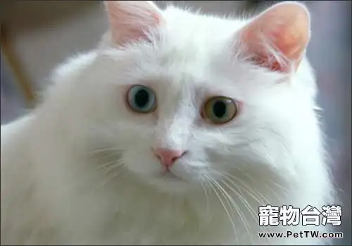 土耳其安哥拉貓的形態特徵(1圖)-寵物台灣