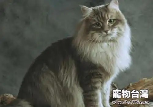 西伯利亞森林貓的品種簡介