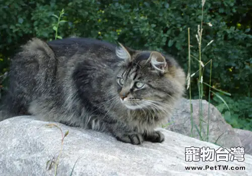 西伯利亞森林貓的形態特徵