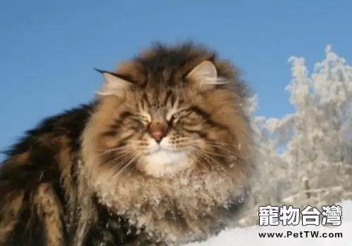 西伯利亞森林貓的餵食要求