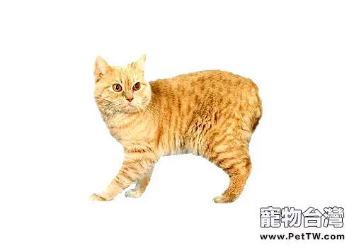 威爾斯貓的性格特點如何(1圖)-寵物台灣