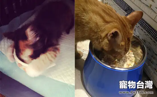 夏季給貓咪補水——自製時蔬雞豬貓飯