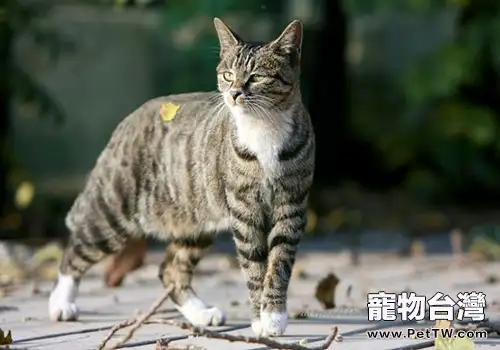 中國狸花貓的品種簡介