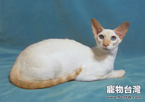 重點色短毛貓的品種簡介(1圖)-寵物台灣