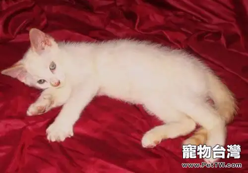 重點色短毛貓的性格特點