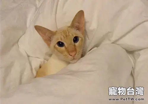 重點色短毛貓的餵食要求(1圖)-寵物台灣