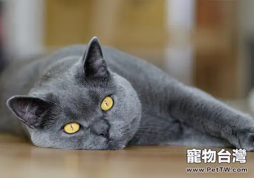 【測試】你是否真的會訓練貓咪(1圖)-寵物台灣