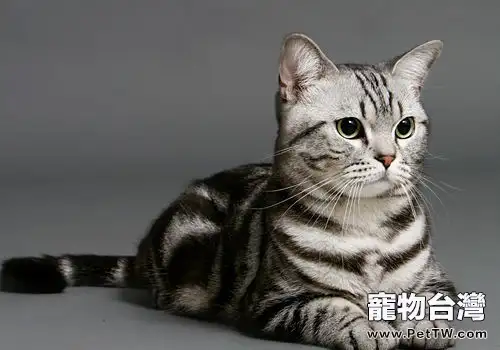 如何用喝剩的茶葉清理家裡的貓毛(1圖)-寵物台灣