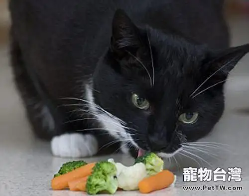 貓可不可以吃水果