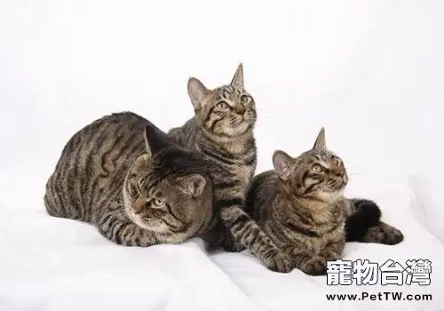 如何為貓咪自製天然鈣片(1圖)-寵物台灣