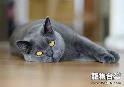 人類的眼藥水貓咪可以用嗎？