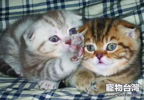 貓咪的斷趾手術——它還是貓嗎(1圖)-寵物台灣