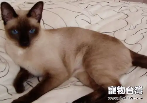 暹羅貓銅缺乏症的原因和治療