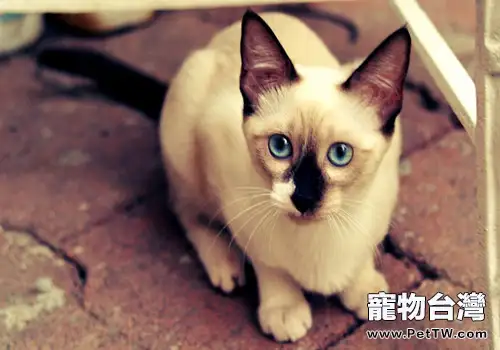干的貓糧好還是濕的貓糧好