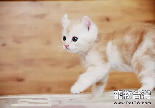 貓咪飼養備忘錄