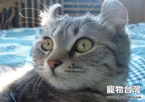 貓咪最討厭的三件事你瞭解嗎