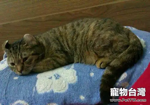 貓咪不在廁所便溺的原因