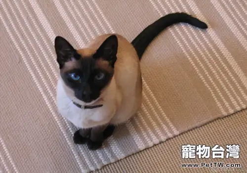 暹羅貓如何用尾巴表達心情(1圖)-寵物台灣