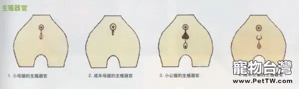 關於母貓發情的知識