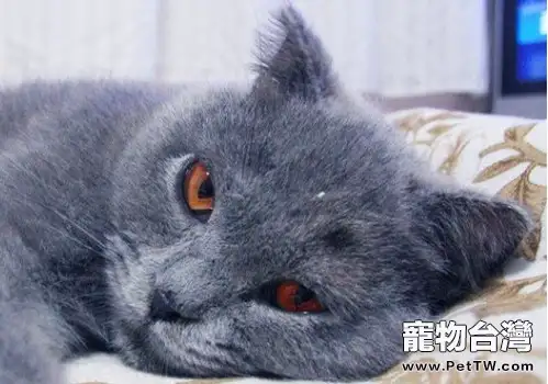 如何悄悄戒掉貓咪挑食的壞毛病