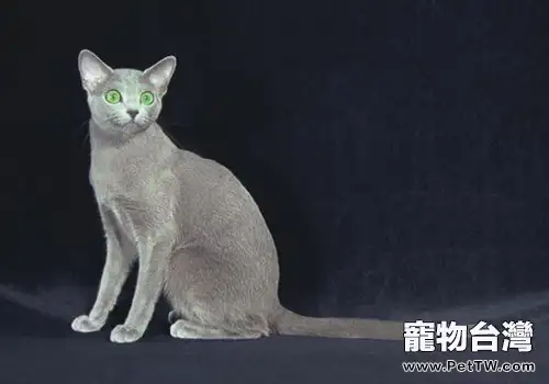 貓咪糞便看出貓咪身體狀況(1圖)-寵物台灣