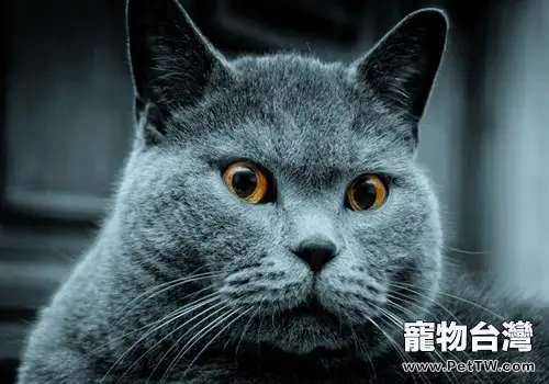 如何選擇優質貓砂(1圖)-寵物台灣