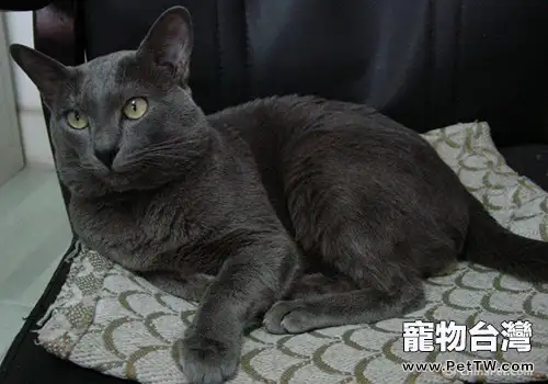 如何給幼貓做清潔（1圖）-寵物台灣