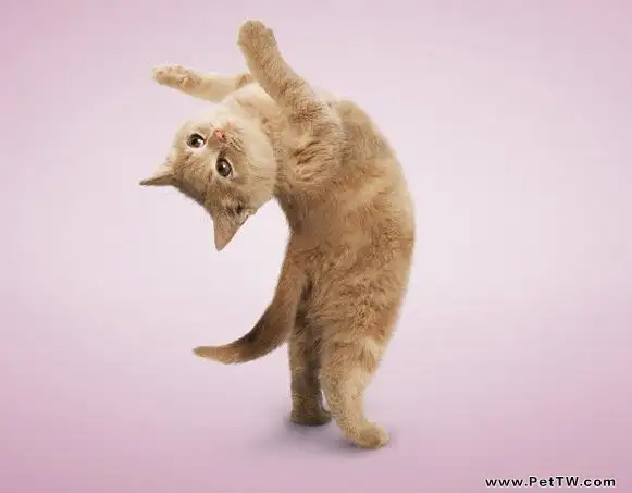 訓練貓貓表演跳環的技巧