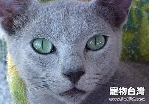 貓咪腹瀉如何護理
