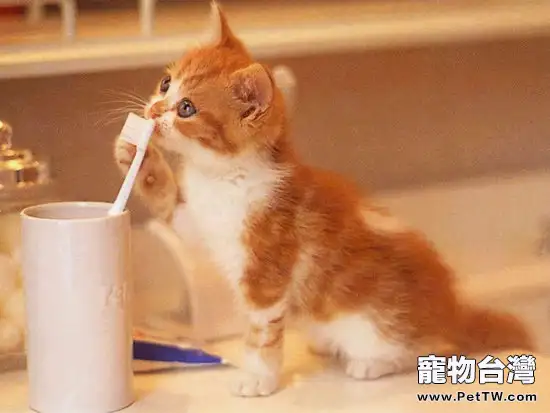 用紗布幫助貓咪刷牙的方法