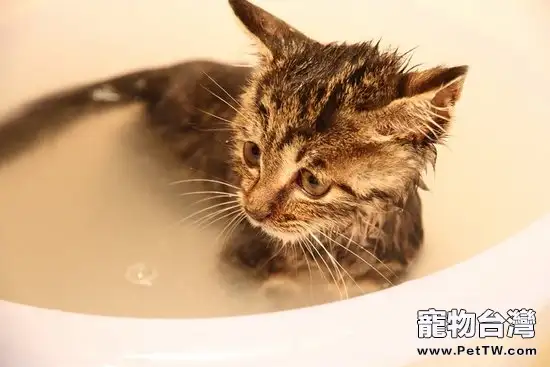 貓咪為什麼會害怕水