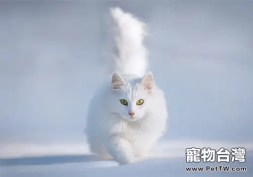 土耳其安哥拉貓價格(1圖)-寵物台灣
