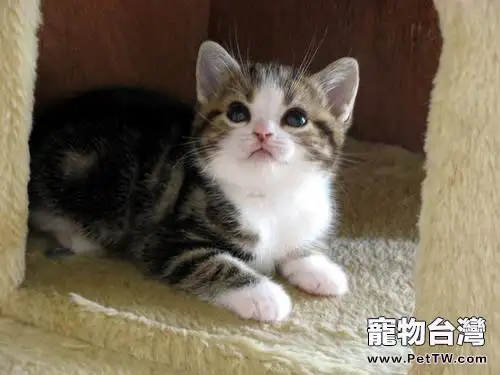 家有貓咪之新生兒進家前準備(1圖)-寵物台灣