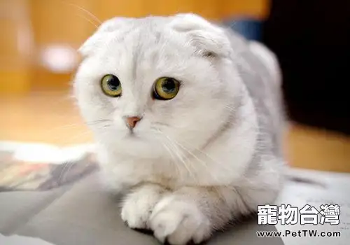 折耳貓訓練之如何訓練折耳貓用貓砂盤