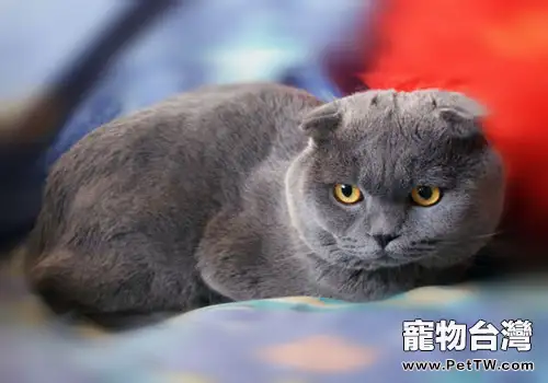 貓咪為什麼喜歡按摩