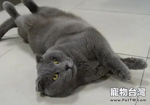 親近貓咪的方法有哪些（1圖）-寵物台灣