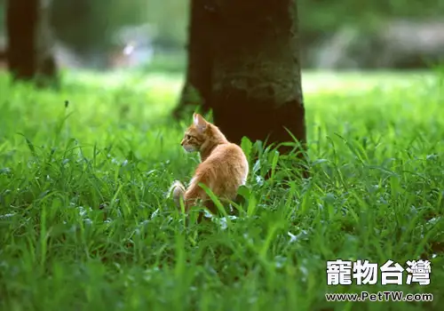 收養流浪貓的方法