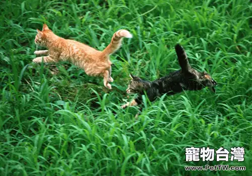 飼養貓咪之前需要考慮的問題有哪些