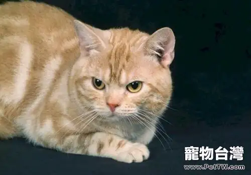 貓咪上飛機需要手續有哪些（1圖）-寵物台灣