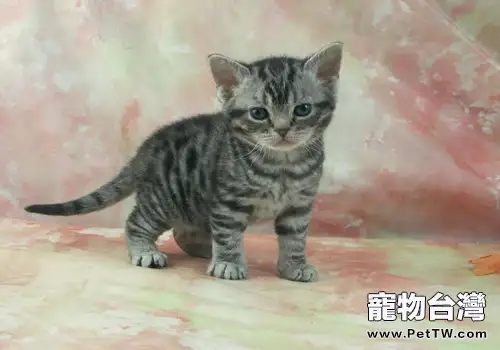 貓咪公母如何分辨（1圖）-寵物台灣