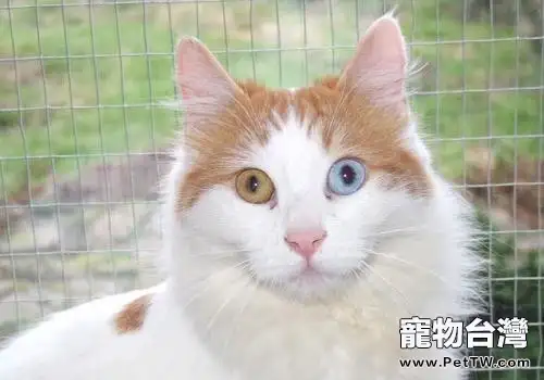 如何讓貓咪更長壽（1圖）-寵物台灣